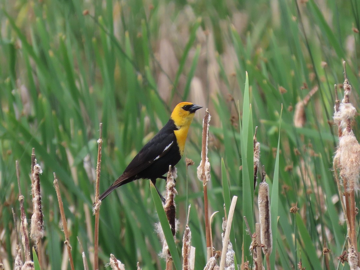 Yellow-headed Blackbird - ML638129111