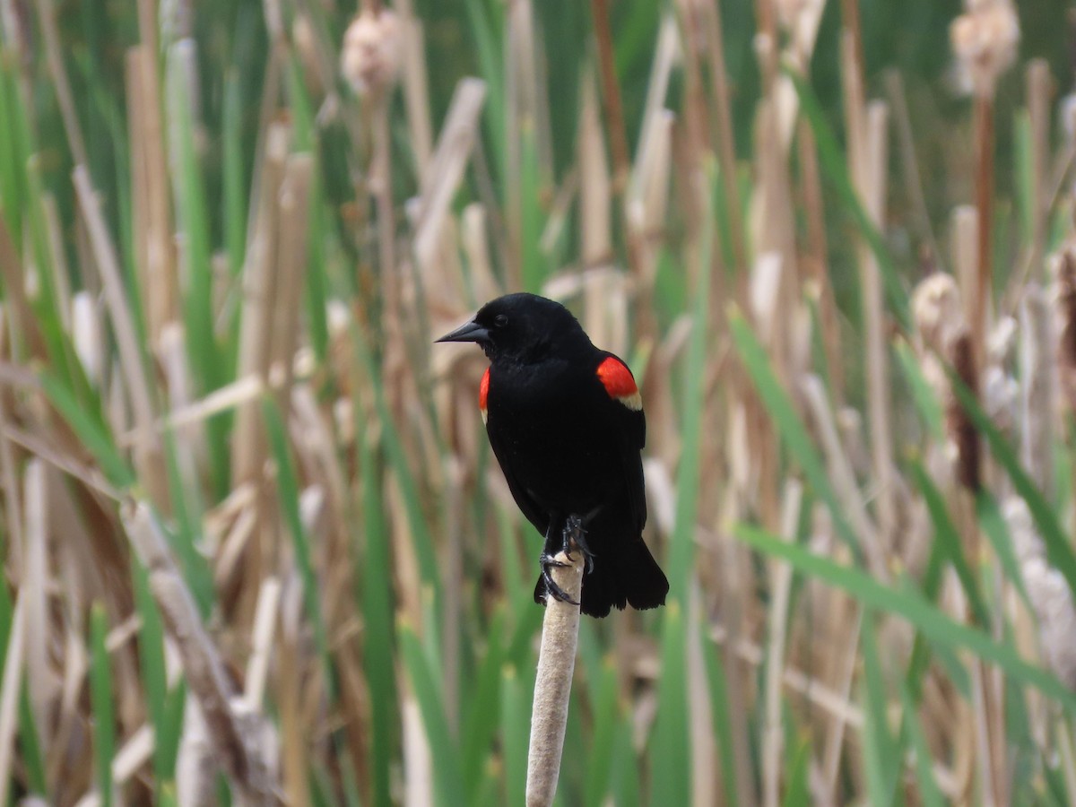 Red-winged Blackbird - ML638129112