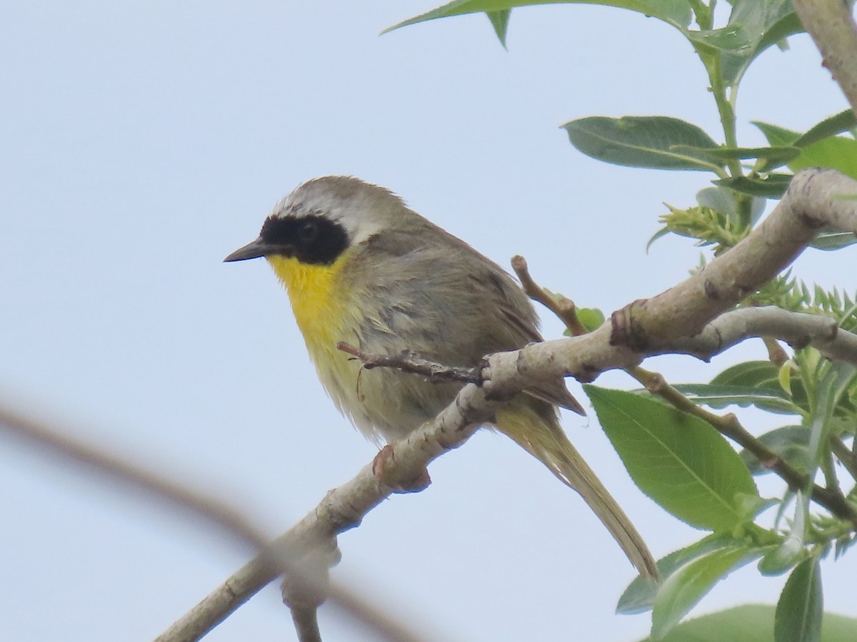 Common Yellowthroat - ML638129113