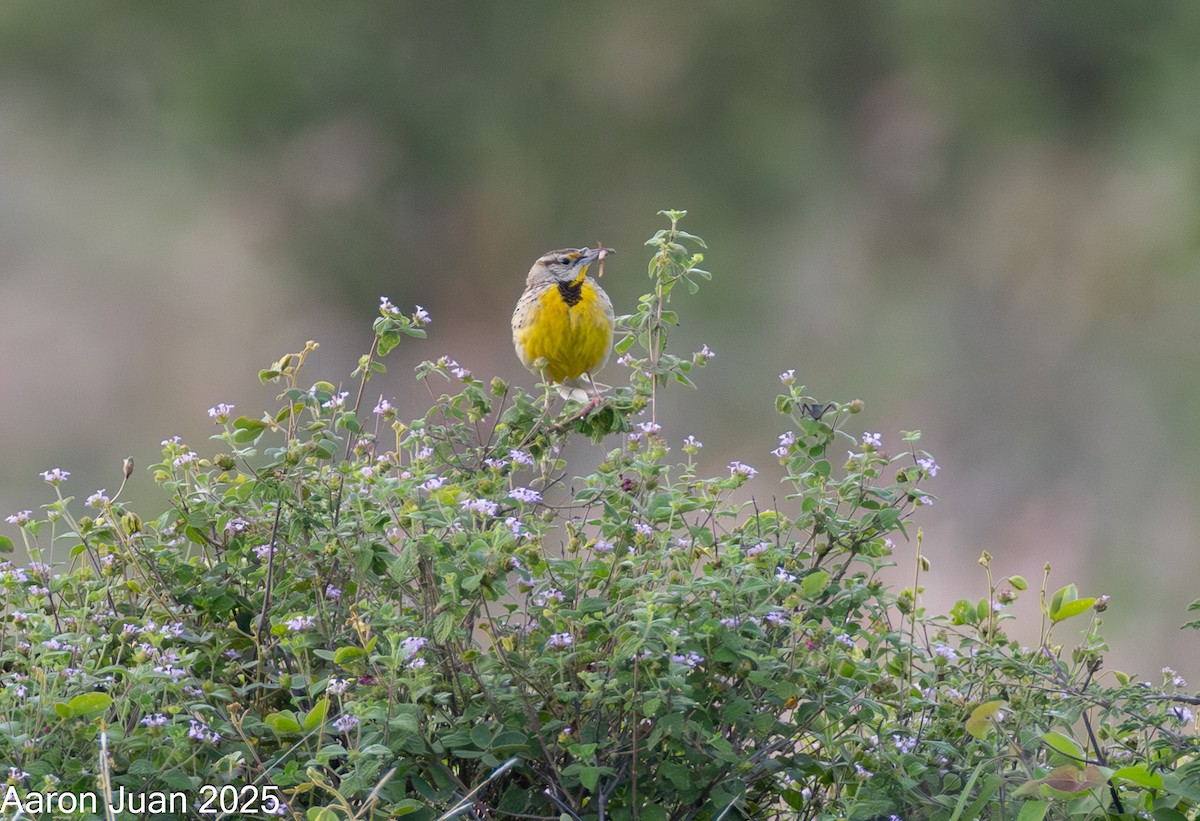 Eastern/Chihuahuan Meadowlark - ML638129137