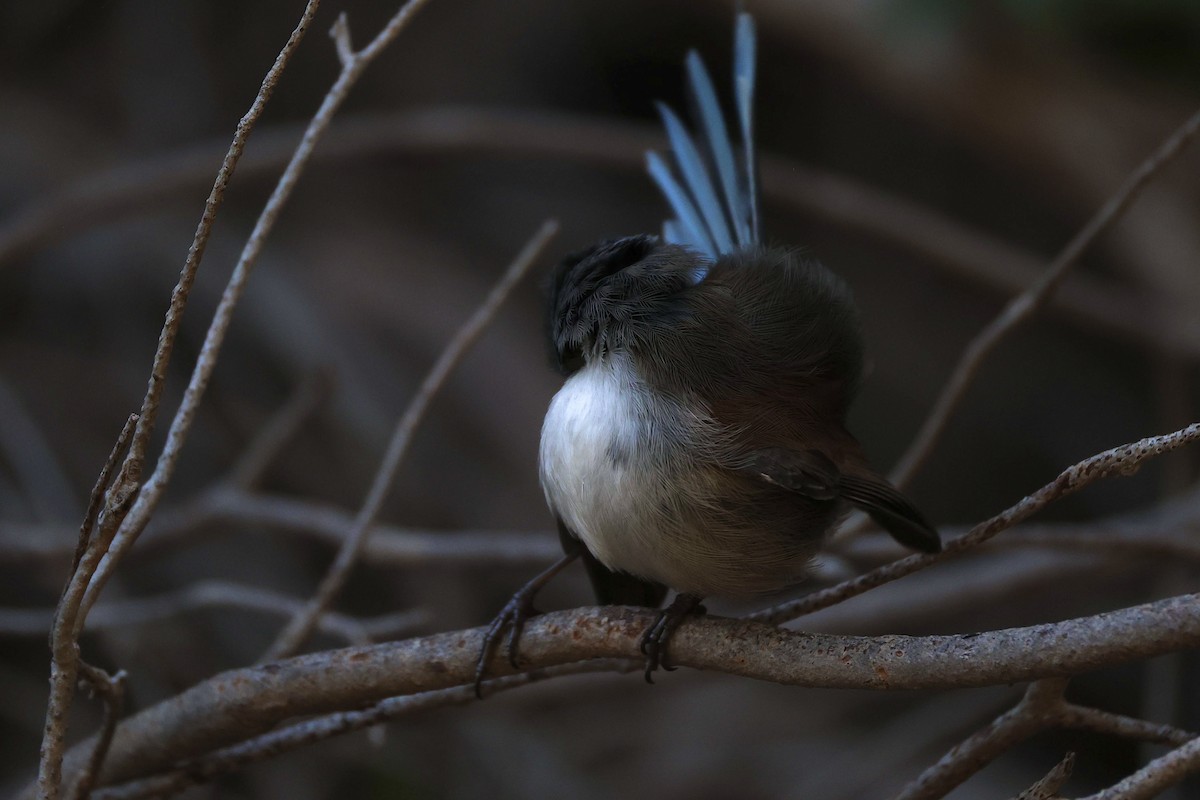 Red-winged Fairywren - ML638129153