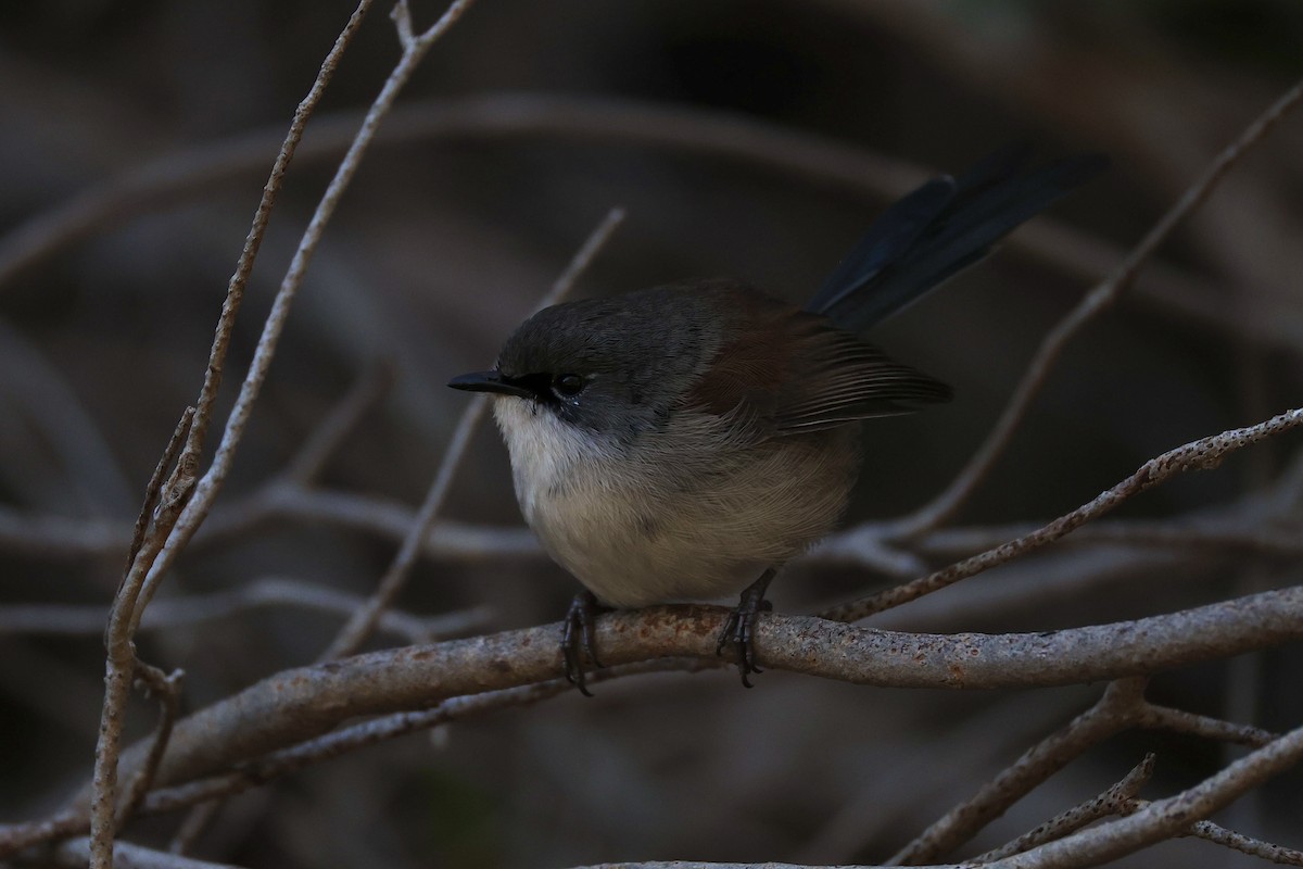 Red-winged Fairywren - ML638129154
