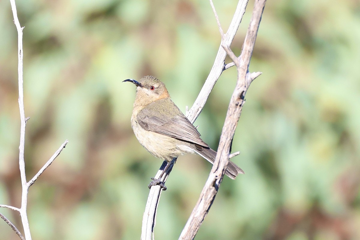 Western Spinebill - ML638129158