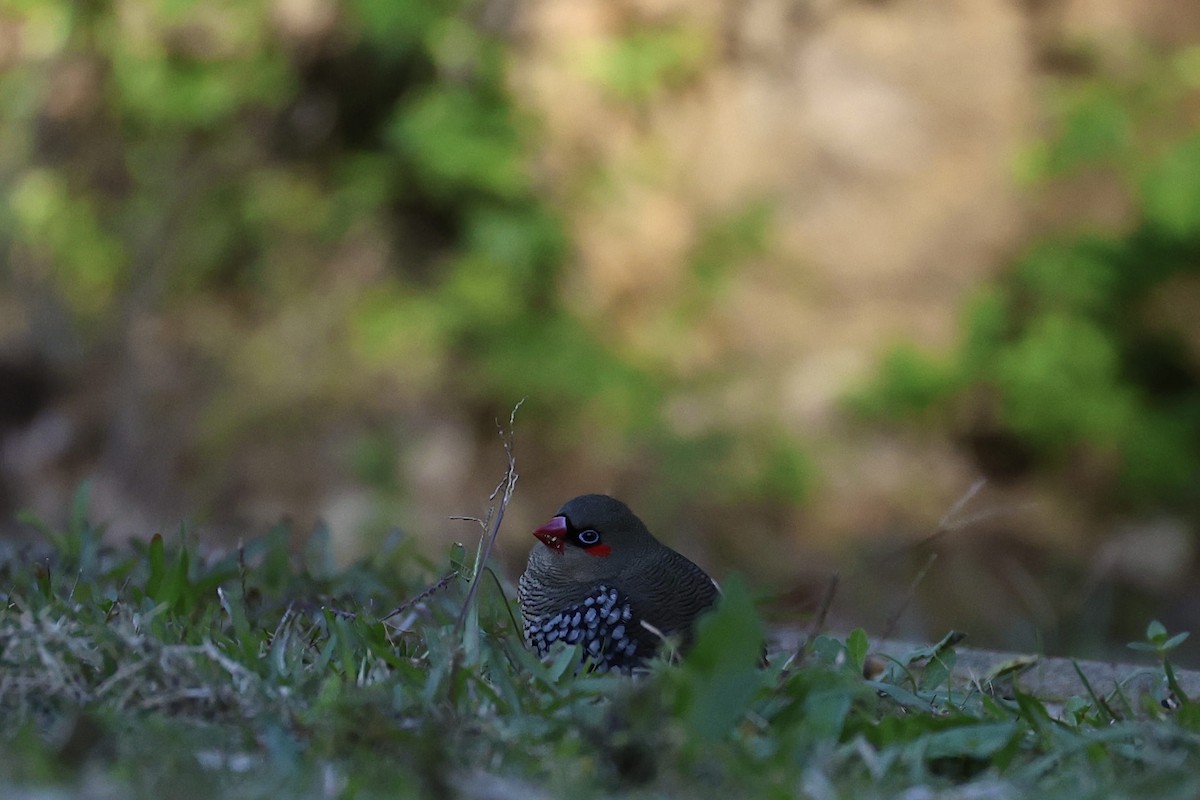 Red-eared Firetail - ML638129166