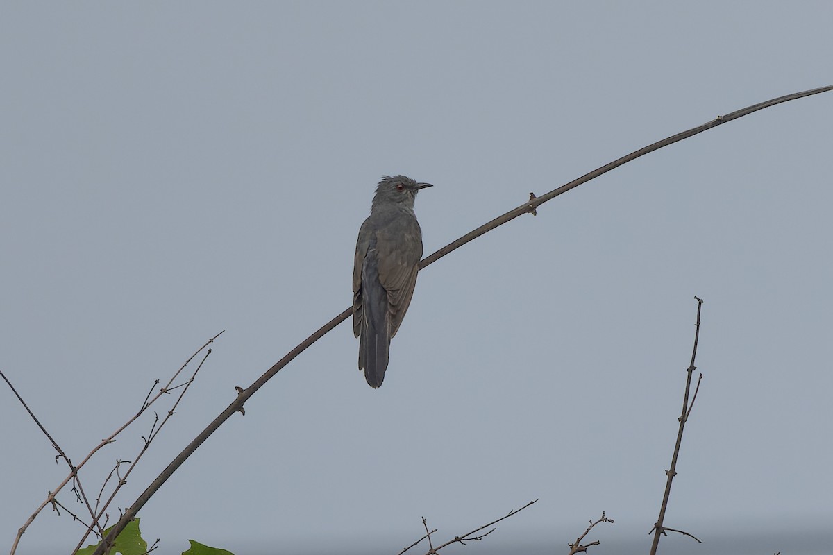 Gray-bellied Cuckoo - ML638129168