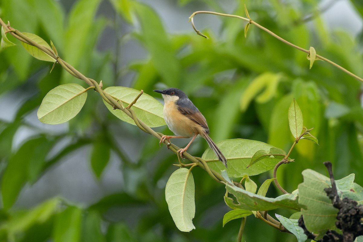 Ashy Prinia - ML638129172