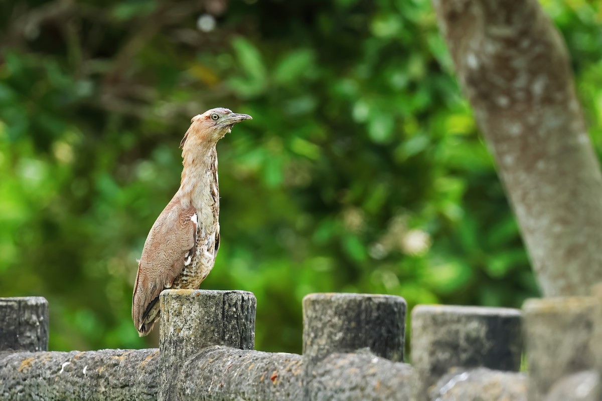 Malayan Night Heron - ML638129178