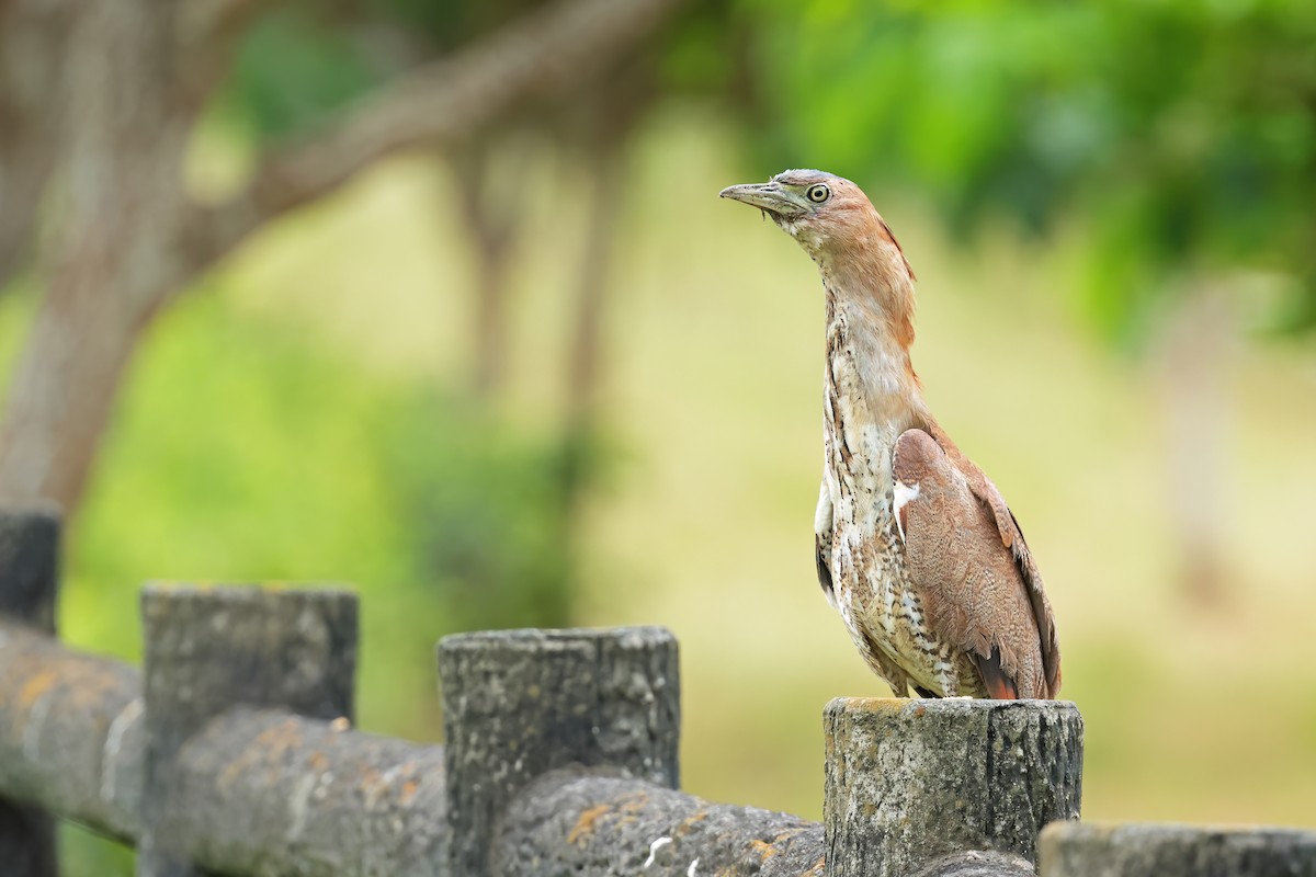 Malayan Night Heron - ML638129179