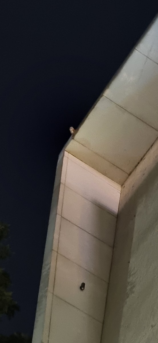 Eastern Barn Owl - ML638129181