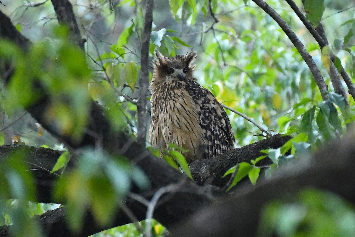 Tawny Fish-Owl - ML638129183
