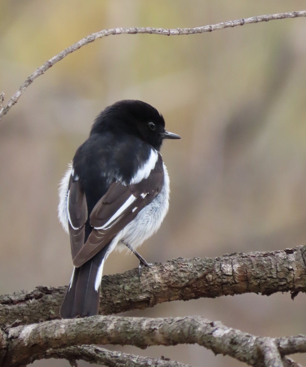 Hooded Robin - ML638129206