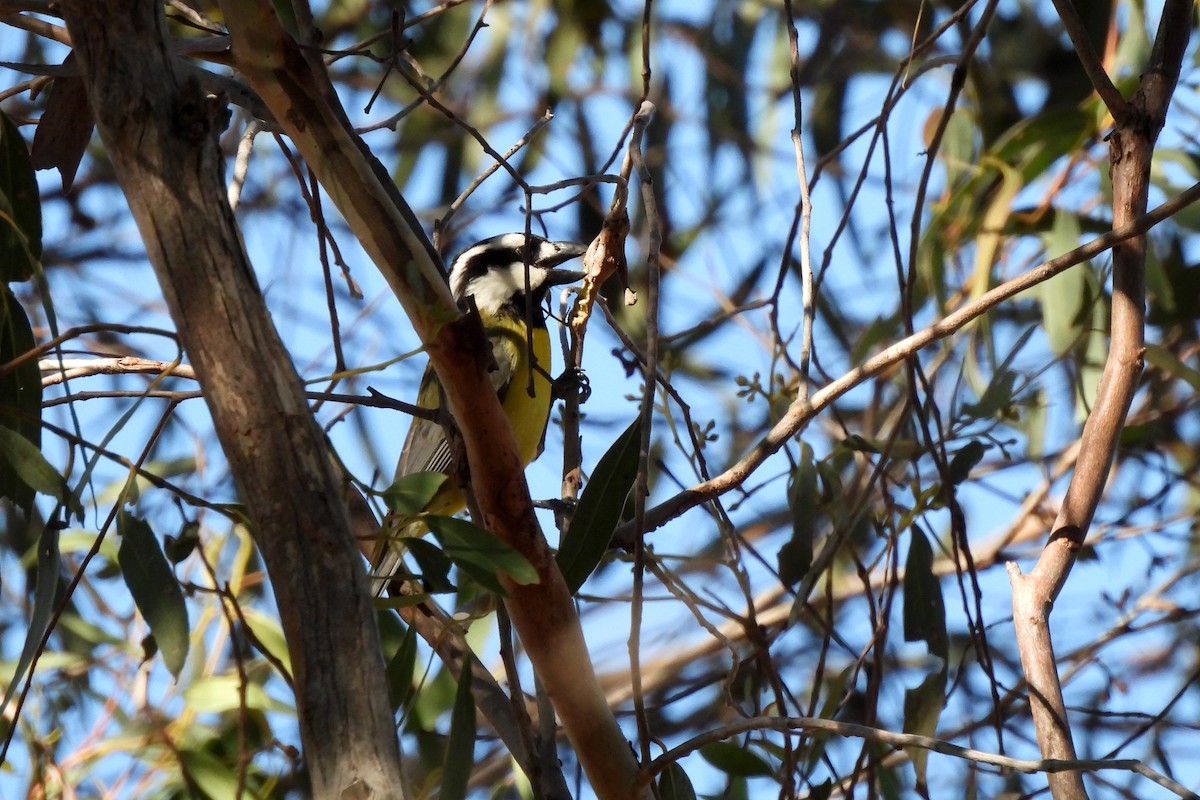 Eastern Shrike-tit - ML638129232