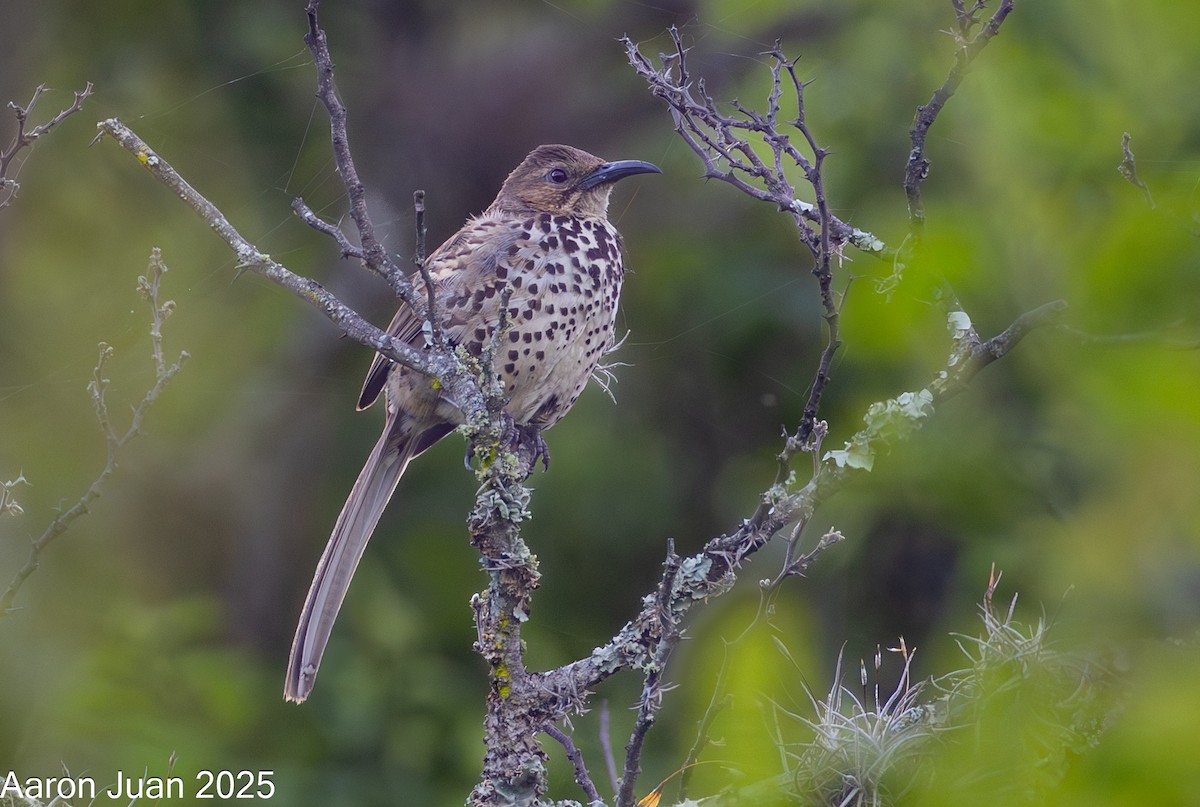 Ocellated Thrasher - ML638129260