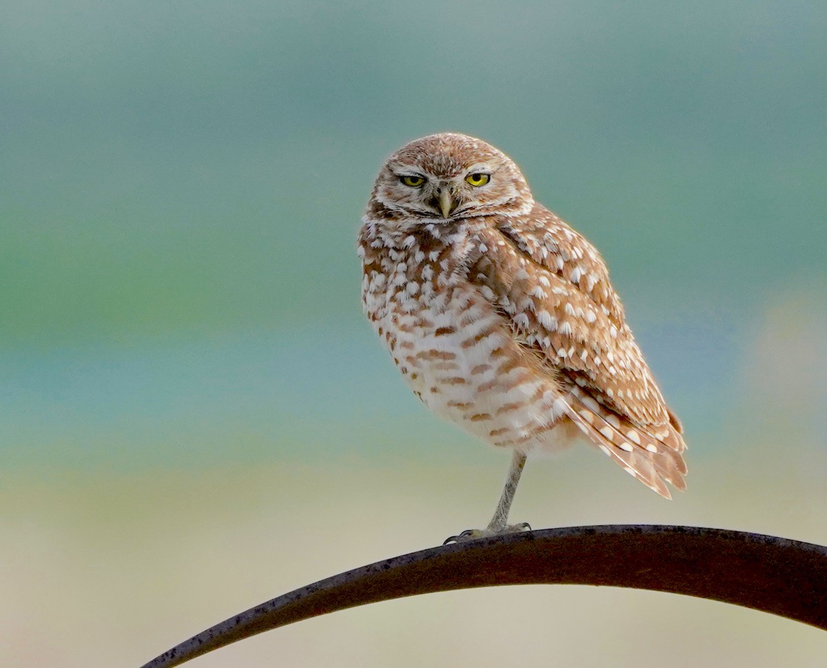 Burrowing Owl - ML638129271