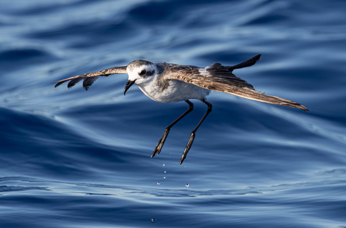 White-faced Storm-Petrel - ML638129277