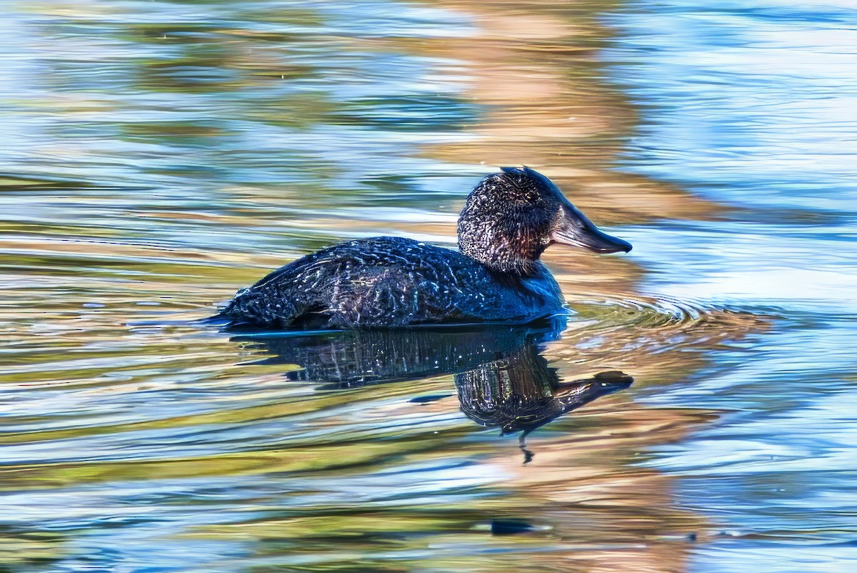 Blue-billed Duck - ML638129280
