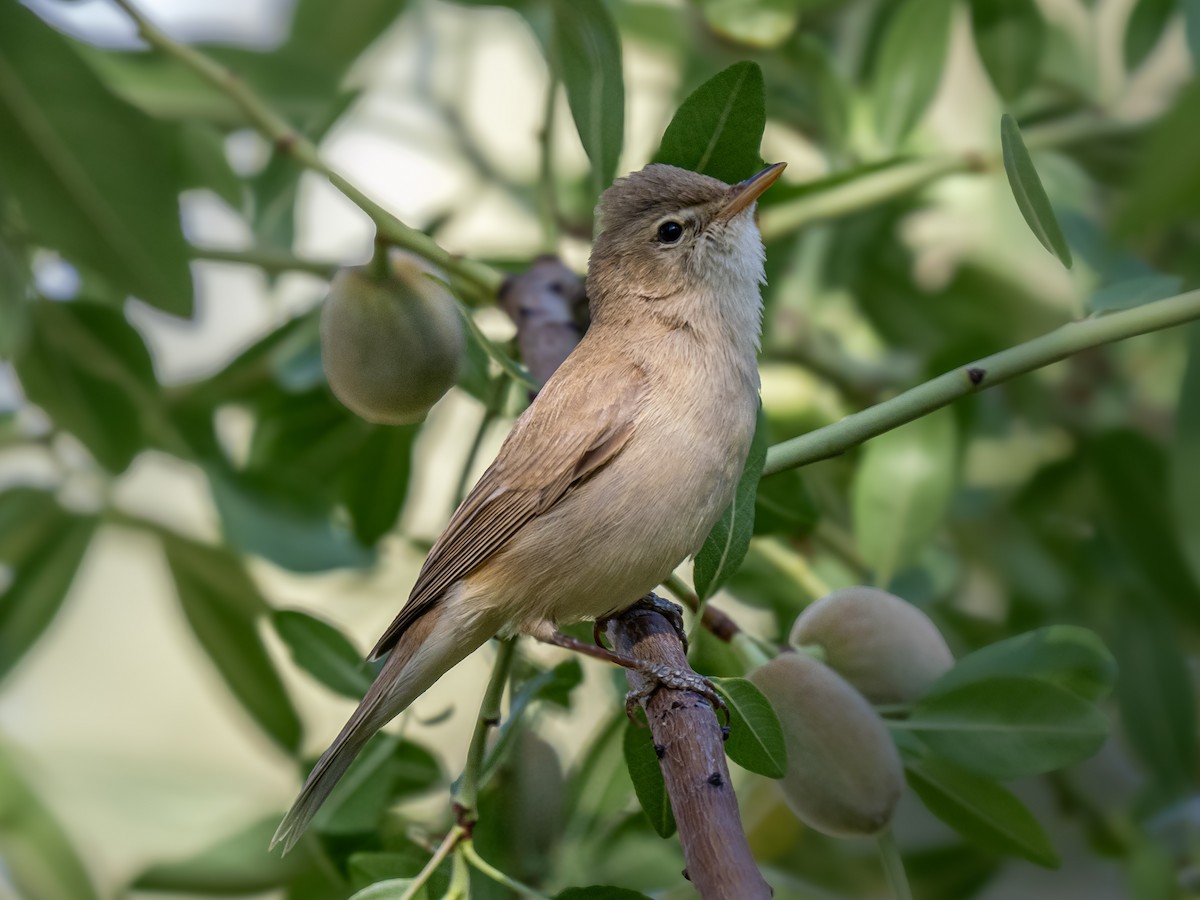 Eastern Olivaceous Warbler - ML638129300