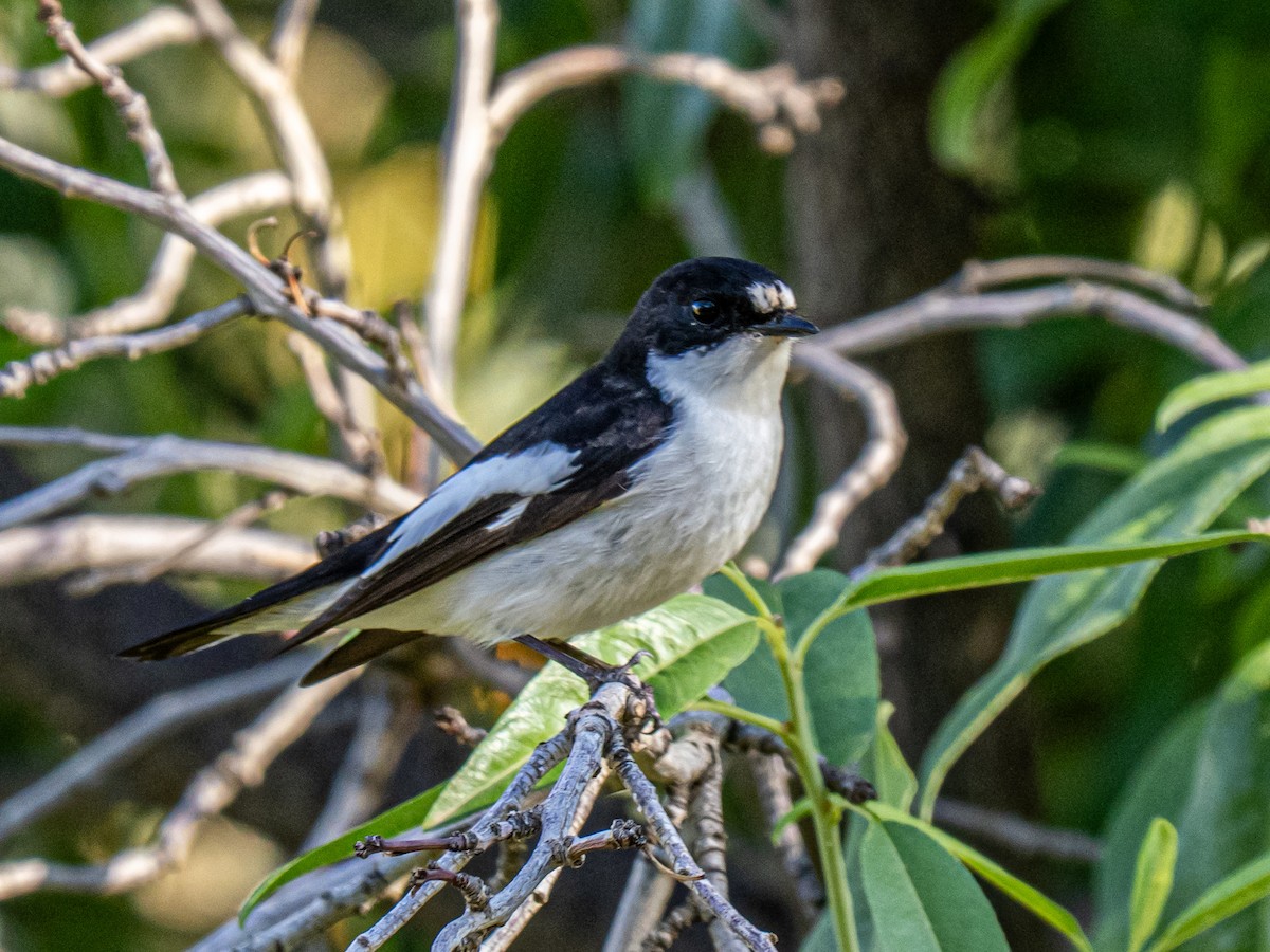 European Pied Flycatcher - ML638129304