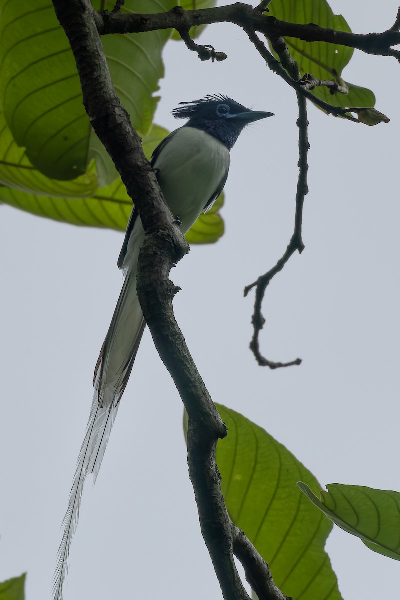 Indian Paradise-Flycatcher - ML638129310
