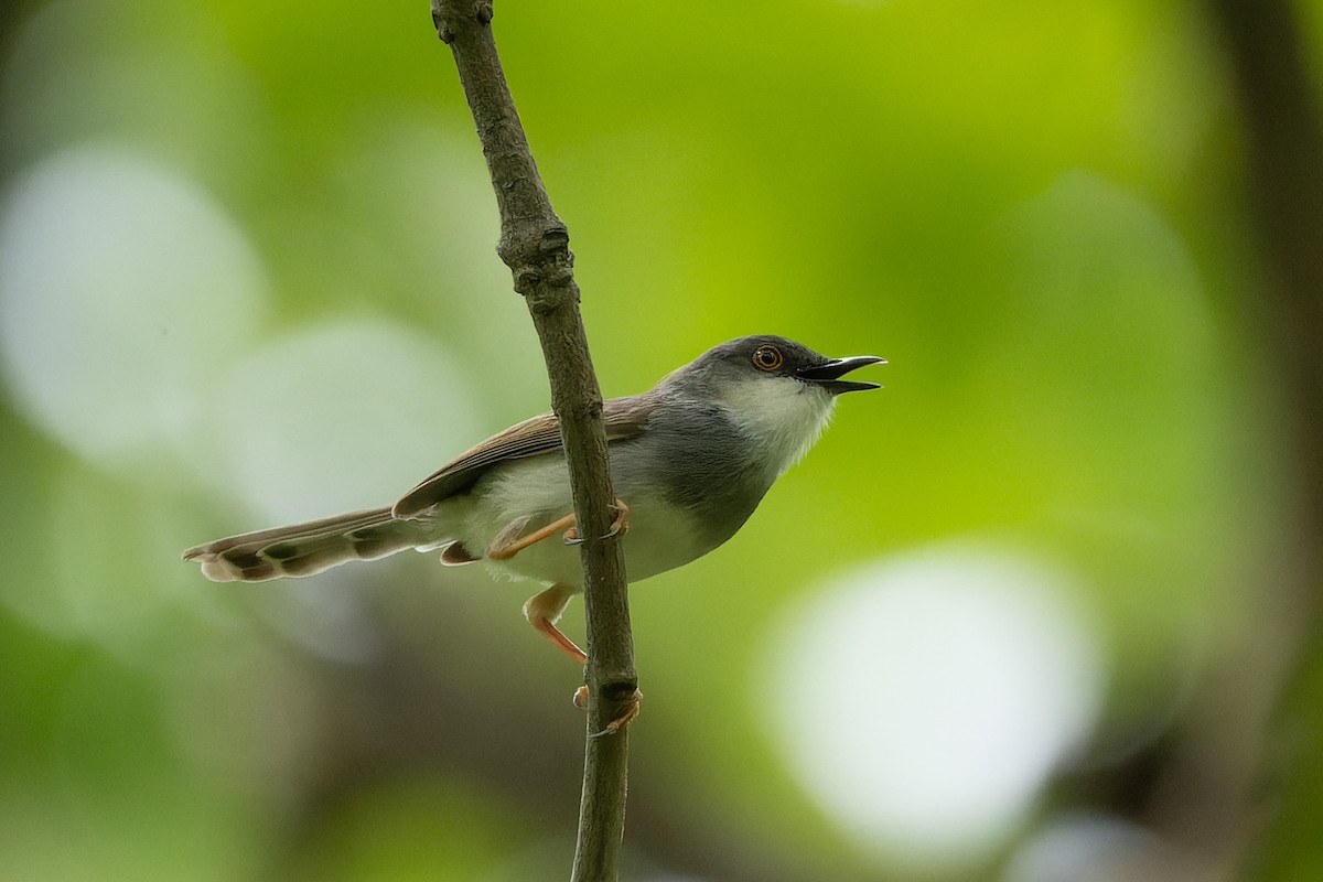 Gray-breasted Prinia - ML638129313