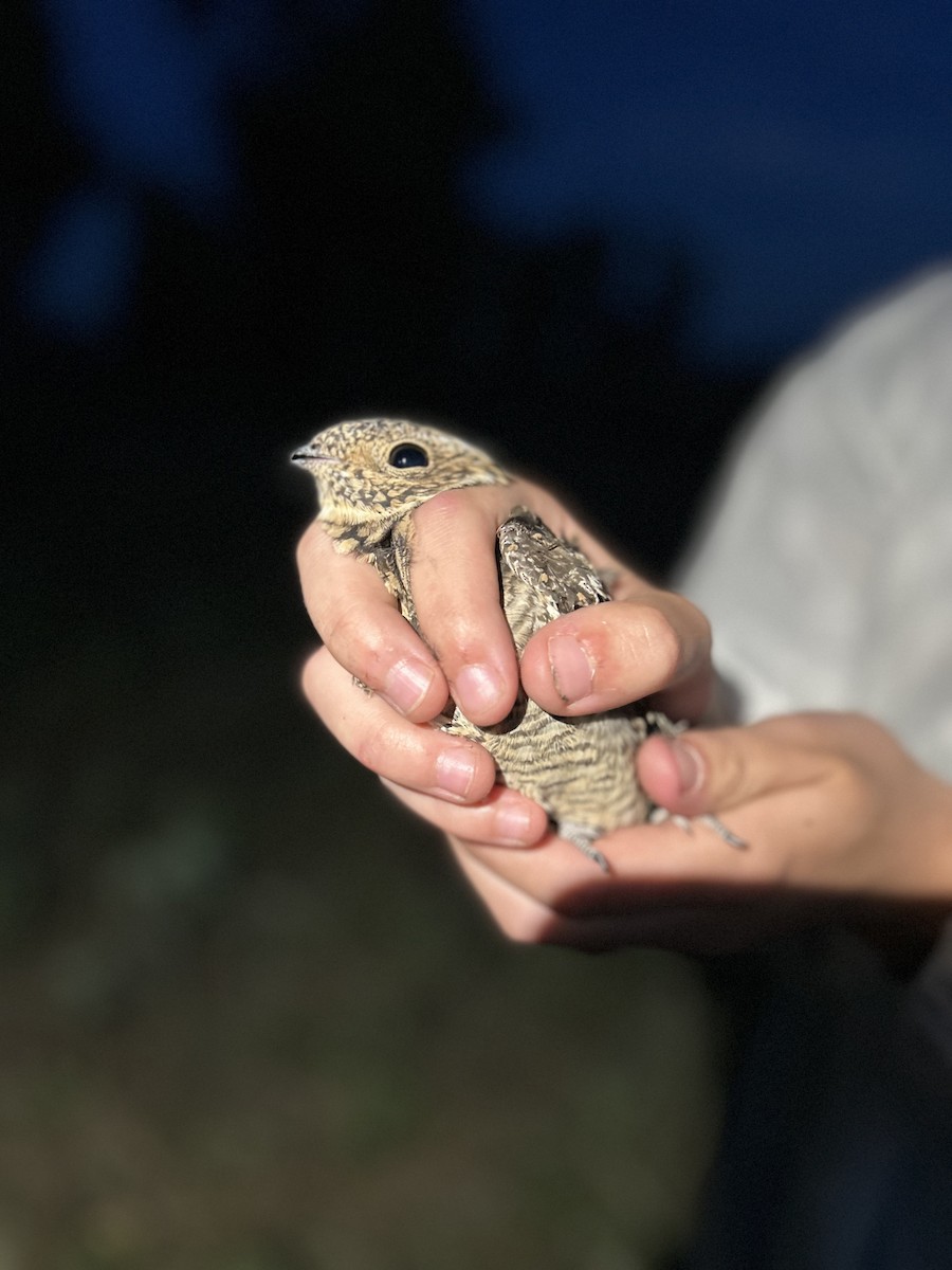 Common Nighthawk - ML638129315
