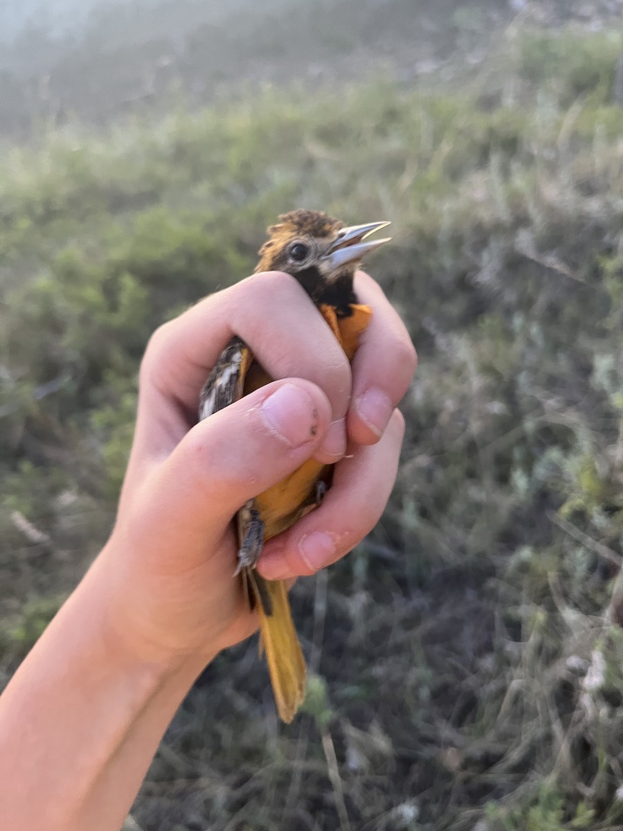 Baltimore Oriole - ML638129317