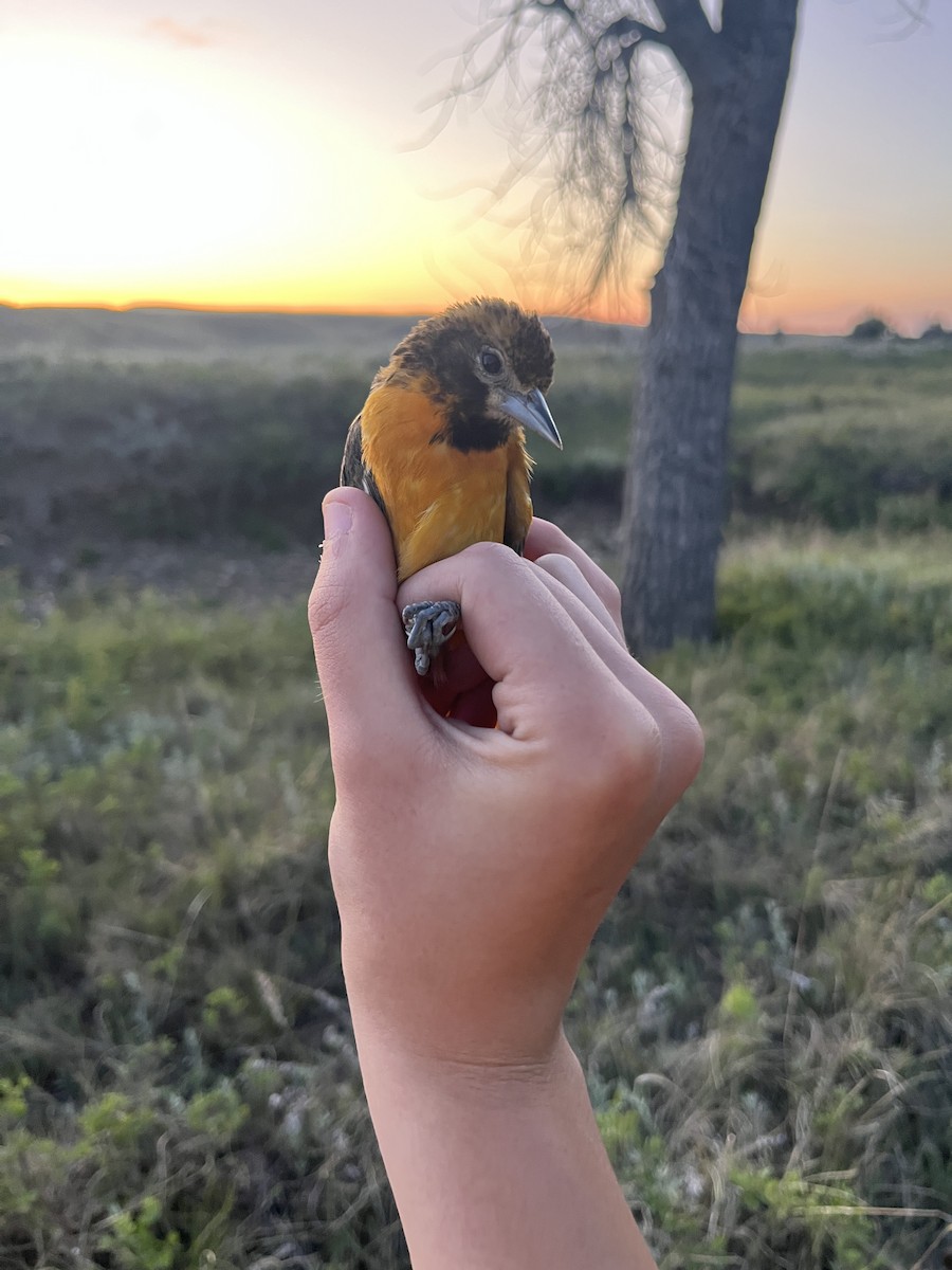 Baltimore Oriole - ML638129318