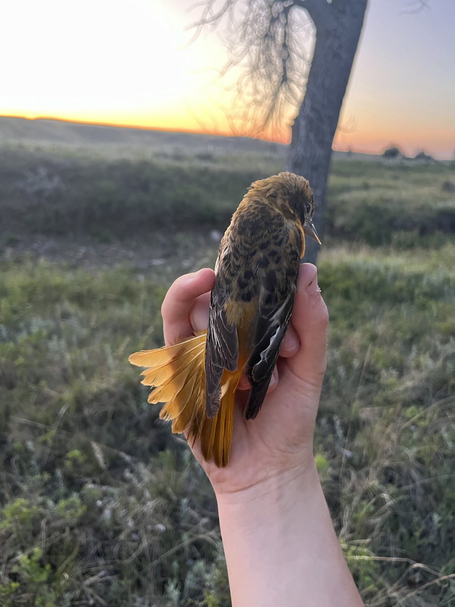 Baltimore Oriole - ML638129319