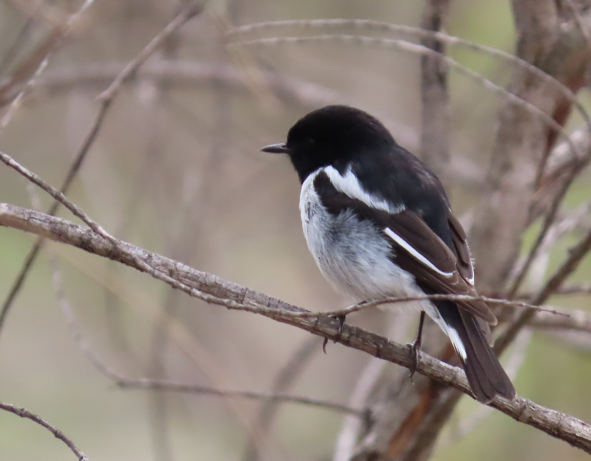 Hooded Robin - ML638129353