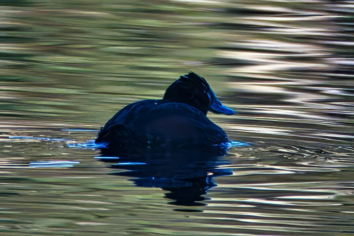 Blue-billed Duck - ML638129374