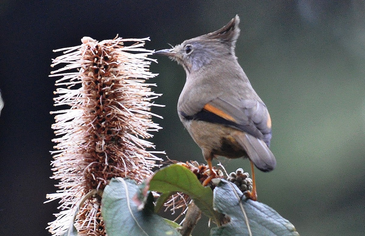 Stripe-throated Yuhina - ML638129376