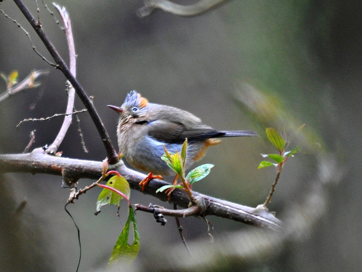 Rufous-vented Yuhina - ML638129380
