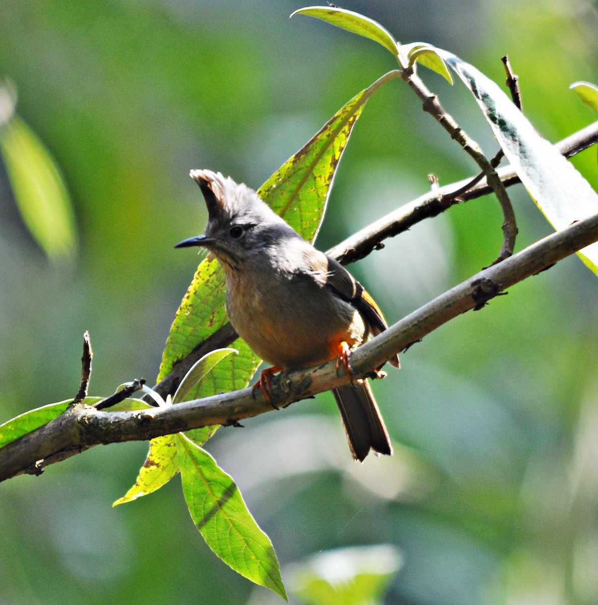 Stripe-throated Yuhina - ML638129382