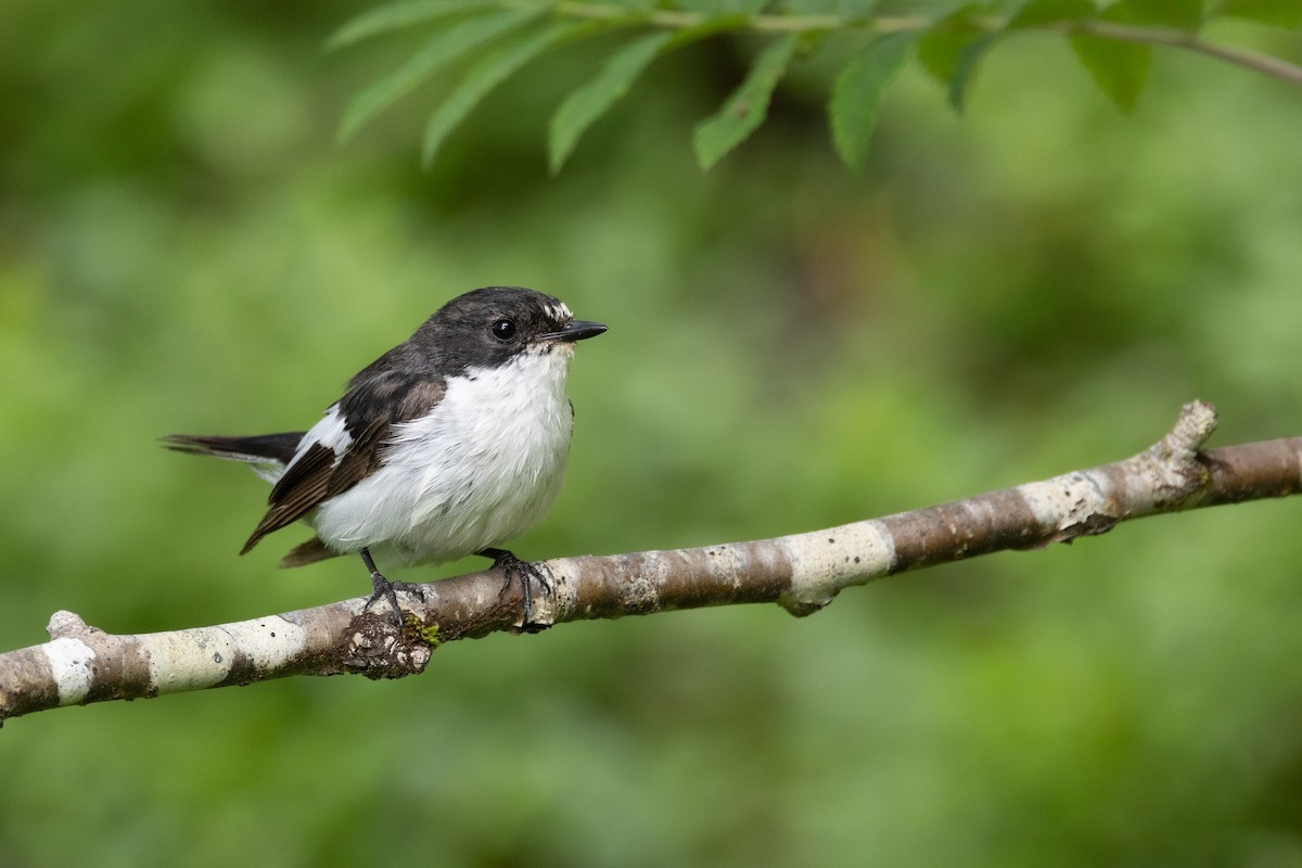 European Pied Flycatcher - ML638129390