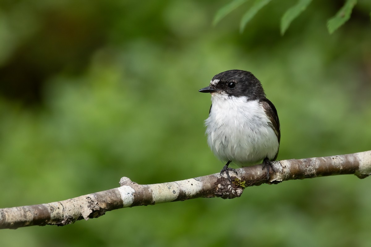 European Pied Flycatcher - ML638129407