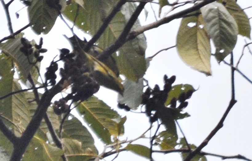 Tibetan Serin - ML638129408