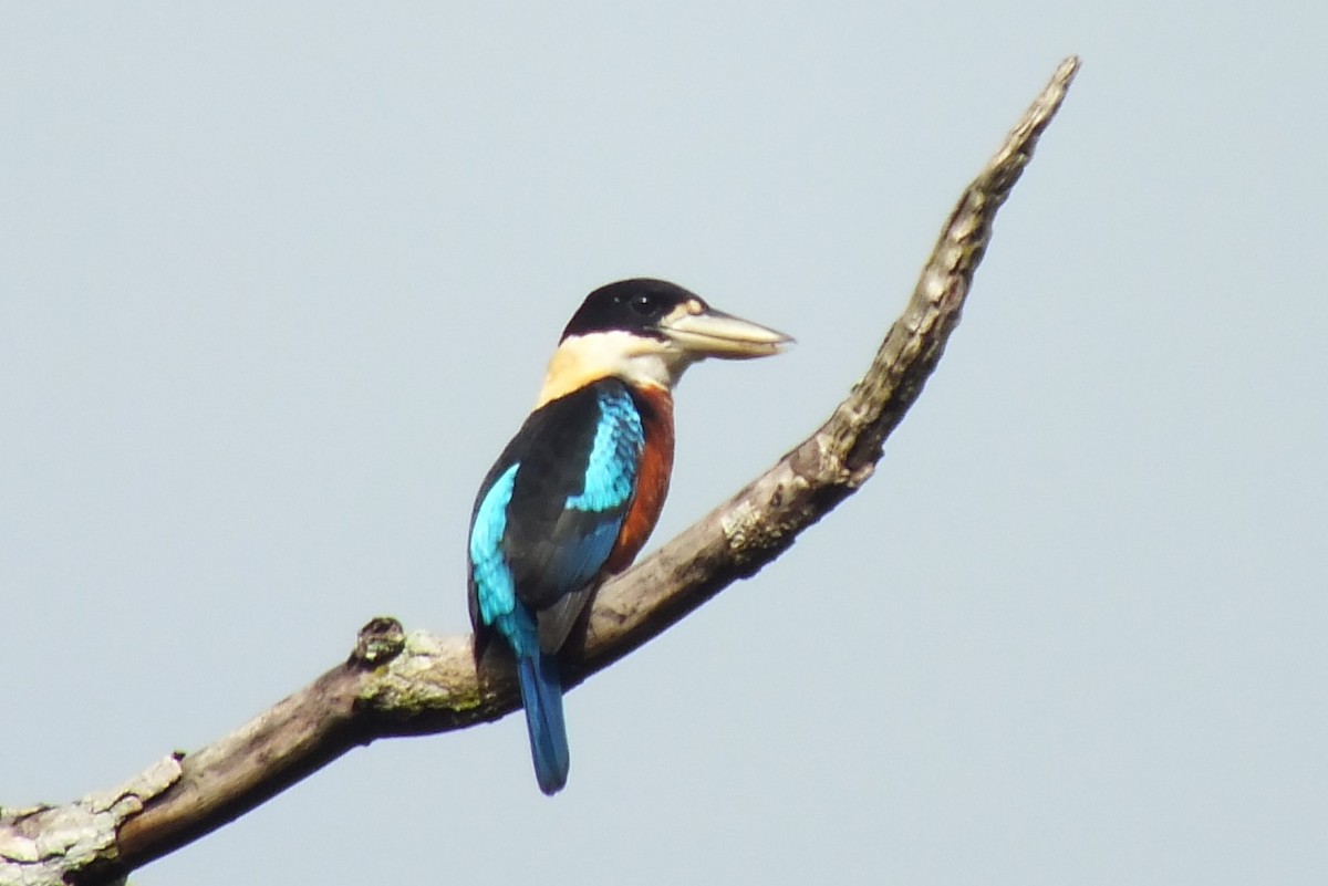 Rufous-bellied Kookaburra - ML638129416