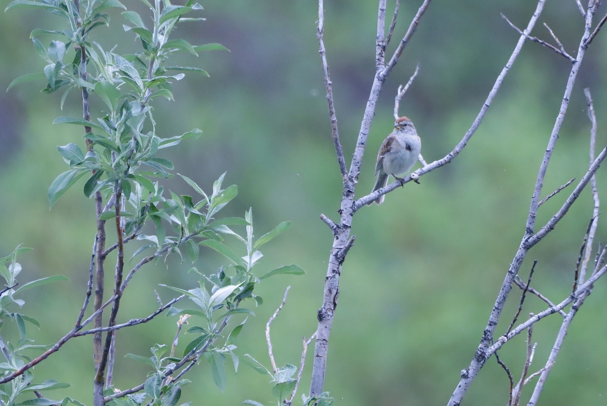 American Tree Sparrow - ML638129428