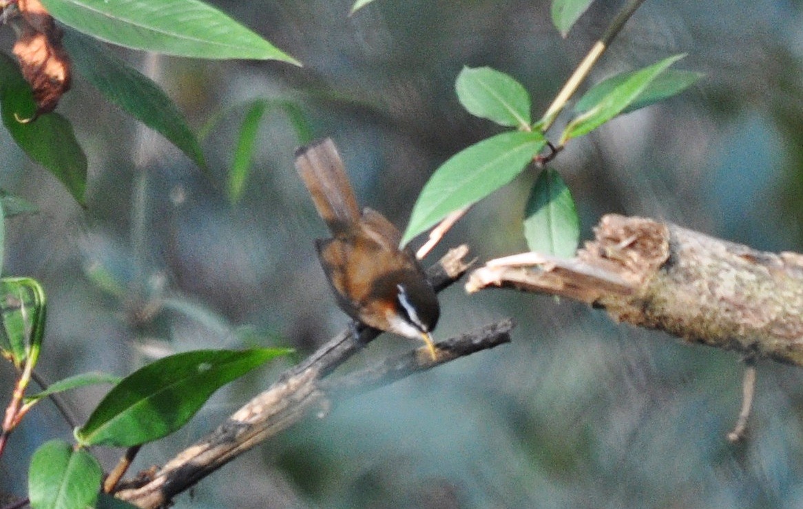 Streak-breasted Scimitar-Babbler - ML638129432