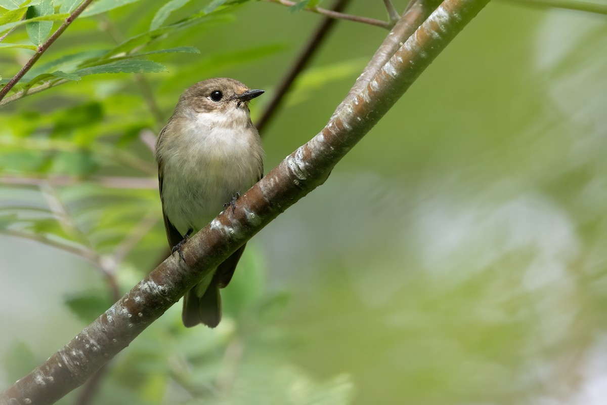 European Pied Flycatcher - ML638129433