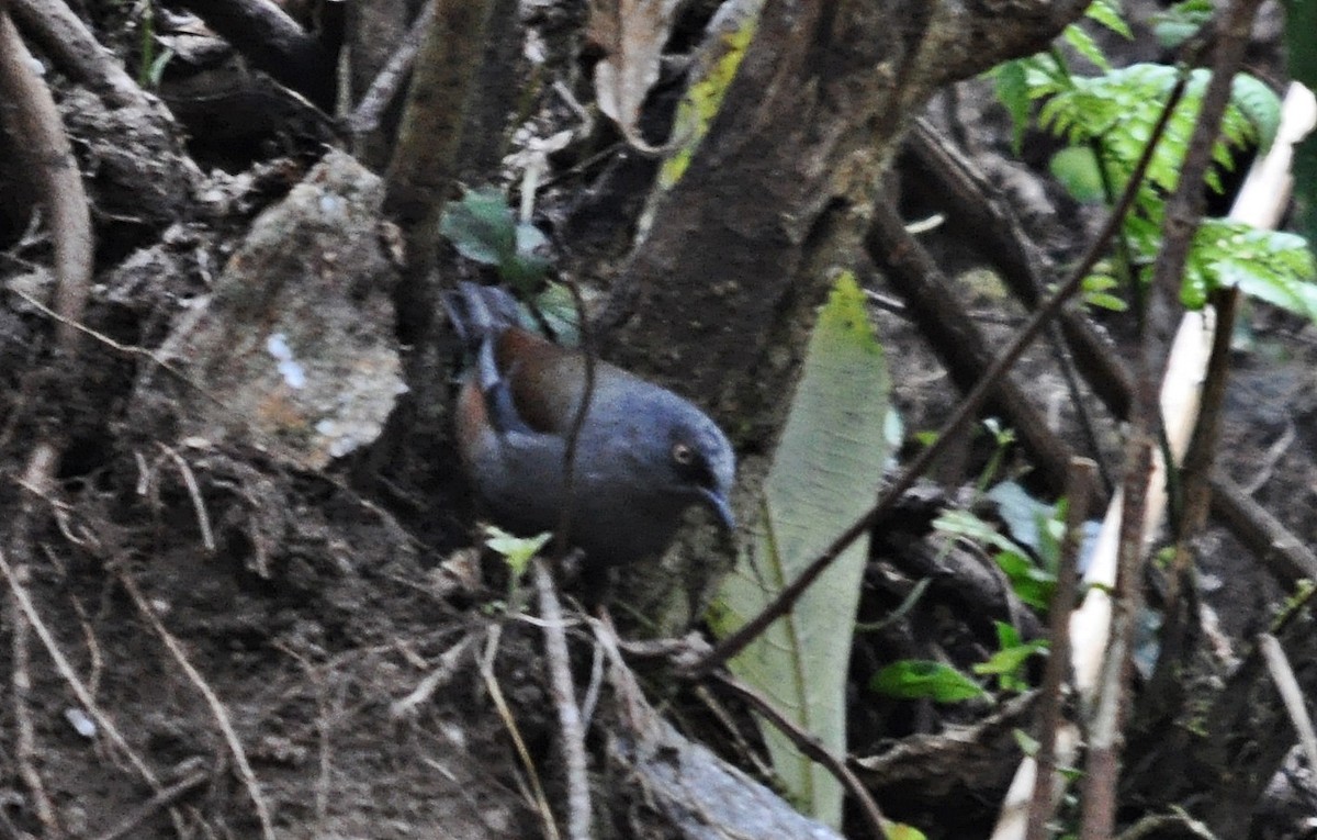 Maroon-backed Accentor - ML638129437