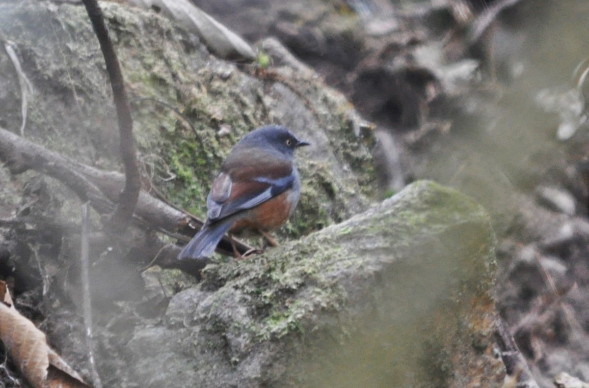 Maroon-backed Accentor - ML638129438