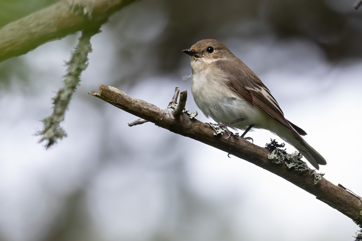 European Pied Flycatcher - ML638129444