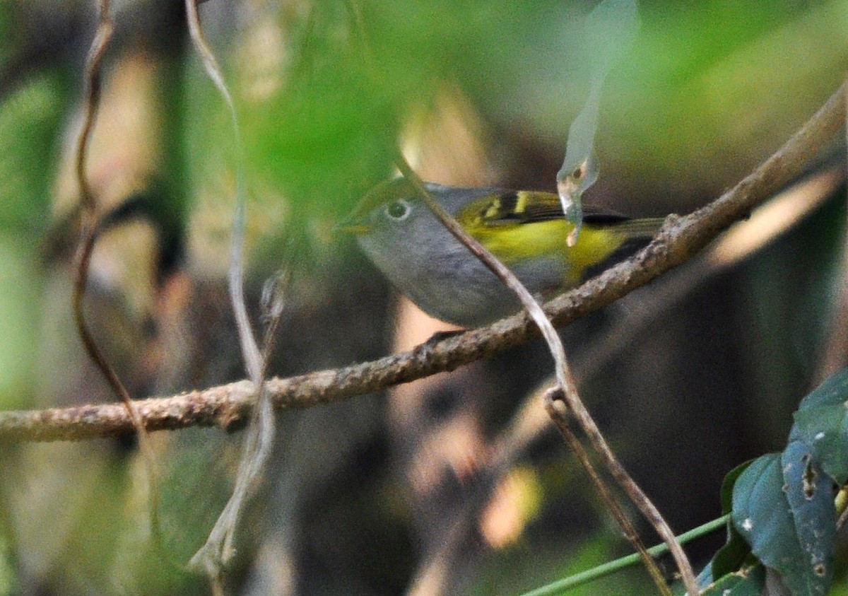 Chestnut-crowned Warbler - ML638129447