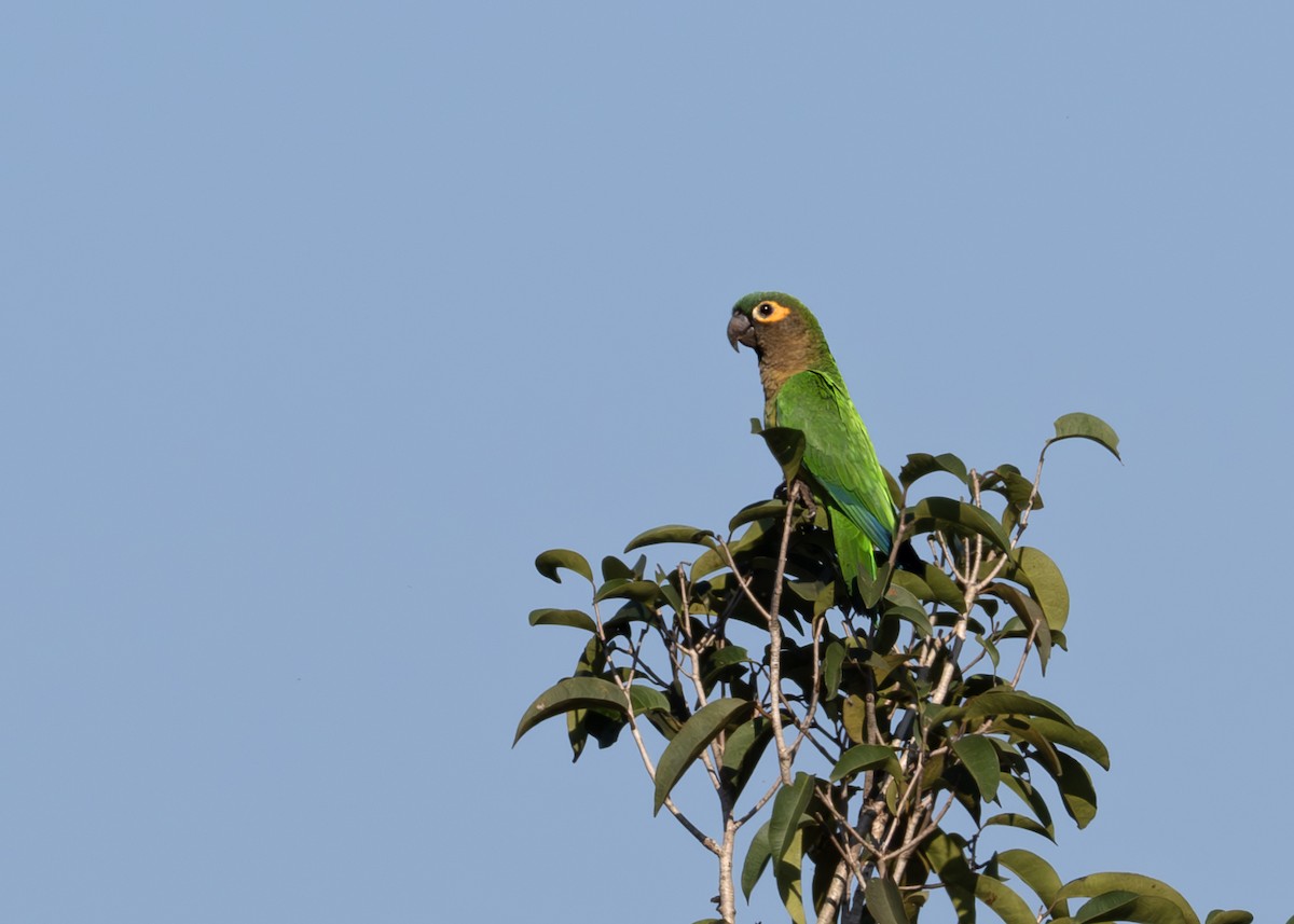 Brown-throated Parakeet - ML638129481
