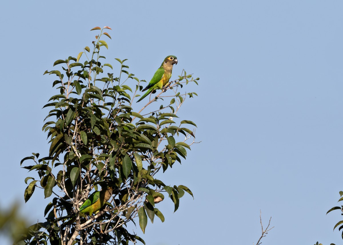 Brown-throated Parakeet - ML638129482