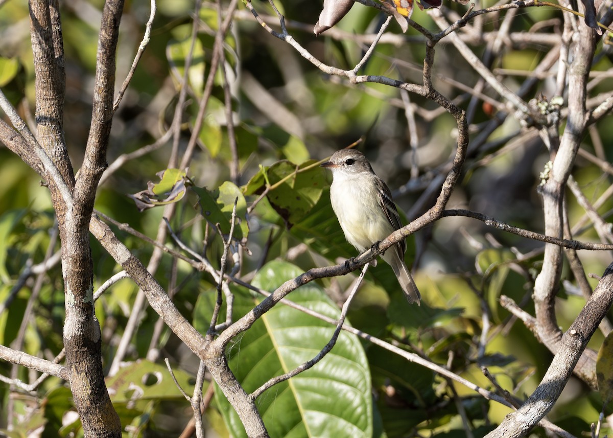 Mouse-colored Tyrannulet (Southern) - ML638129486