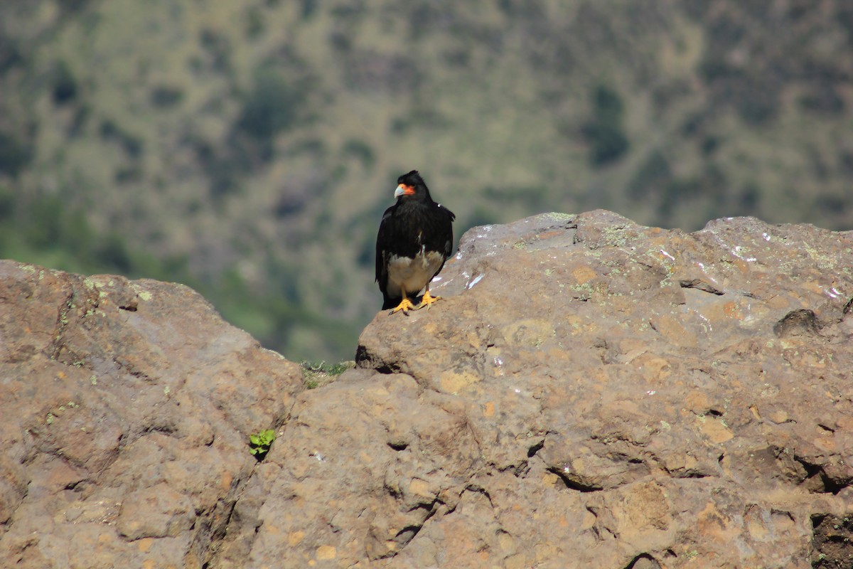 Mountain Caracara - ML638129490