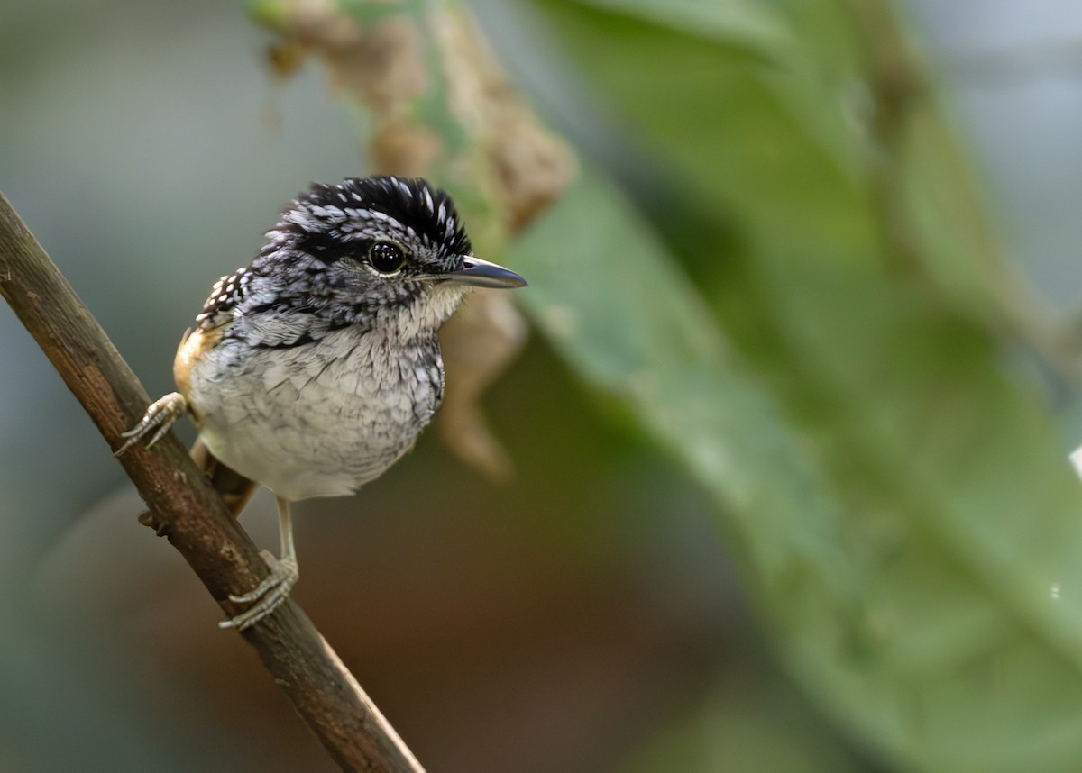 Manicore Warbling-Antbird - ML638129504