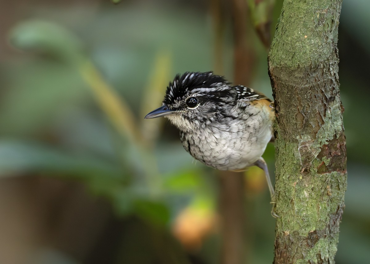 Manicore Warbling-Antbird - ML638129505